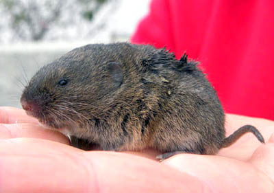 Arvicola, Microtus gr. savii